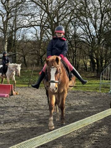 Cassanova &ndash; Hongre Welsh Part-Bred &ndash; 11 ans tr&egrave;s gentil