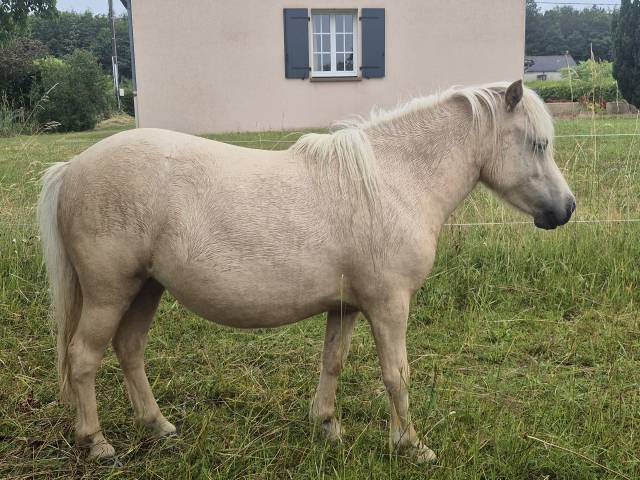 Ponette shetland pp de 2ans