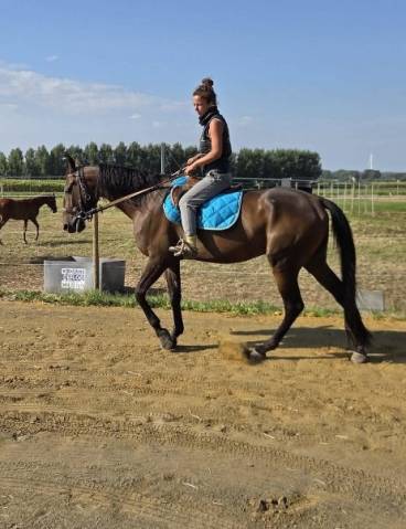 Magnifique hongre 4 ans