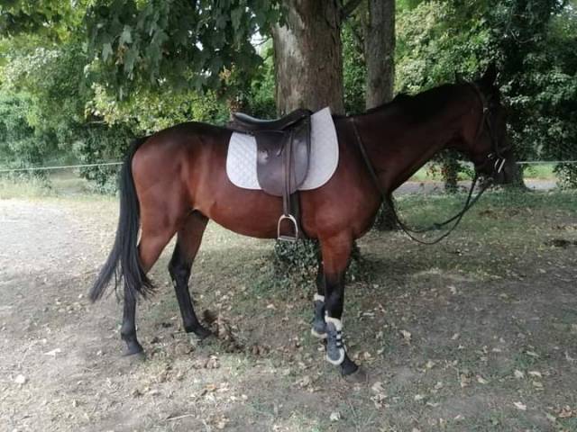 Trotteur Fran&ccedil;ais Hongre , Toise 1m64 , Bai