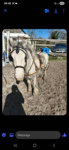 Irish cob