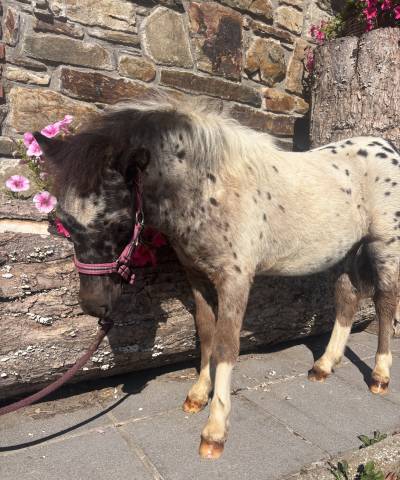 Poulain Pintaloosa &agrave; r&eacute;server 