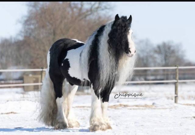 Poulain Irish Cob &agrave; vendre 