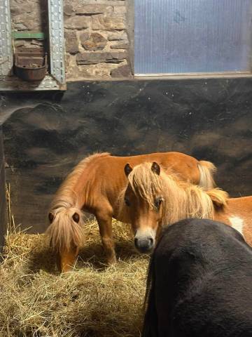 Petit Shetland &eacute;talon 1 an cherche sa famille