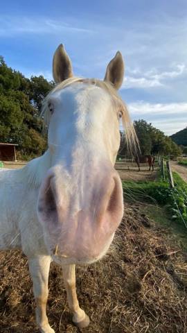 A vendre Odin, ongre de 8 ans, 168 cm, onc