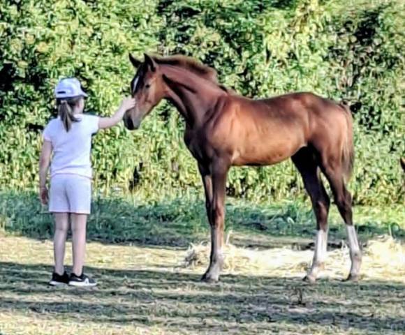 K&rsquo;ptain DHF Z &ndash; Foal rare par Kassander, 80% Black Type