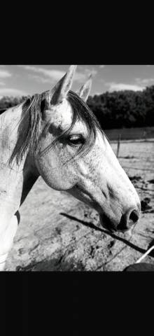 &Agrave; VENDRE &ndash; RAMS&Egrave;S ? Lusitanien &bull; 7 ans &bull; 1,61 m