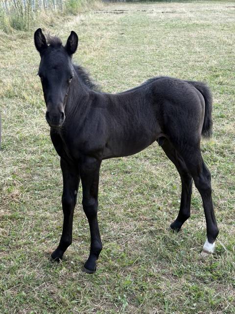 Poulain