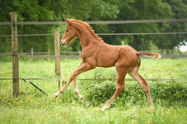 Qour&egrave;ge Grez Neuville Foal de Dressage