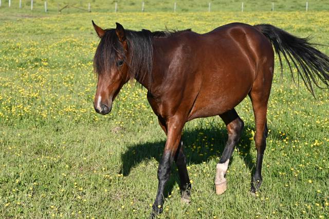 Hongre crusado lusitanien de 2 ans