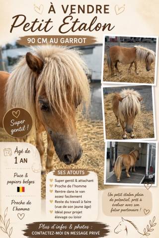 Shetland &eacute;talon 