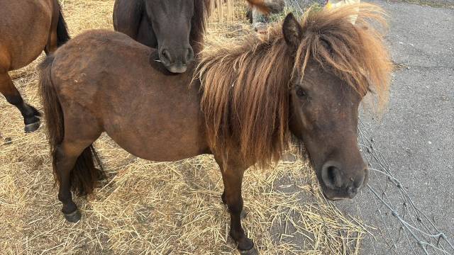 Shetland &eacute;talon 