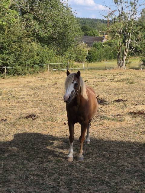 Poney Welsh &agrave; vendre