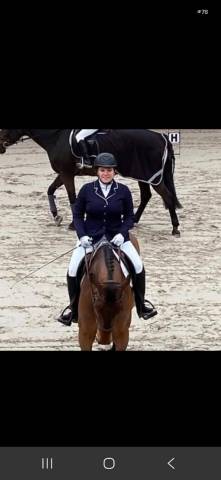 Cheval professeur 