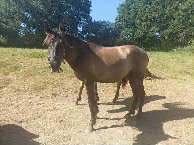 Jeune &eacute;talon de robe Smokey Black (PRE)