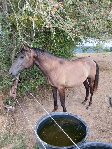 Jeune &eacute;talon de robe Smokey Black (PRE)