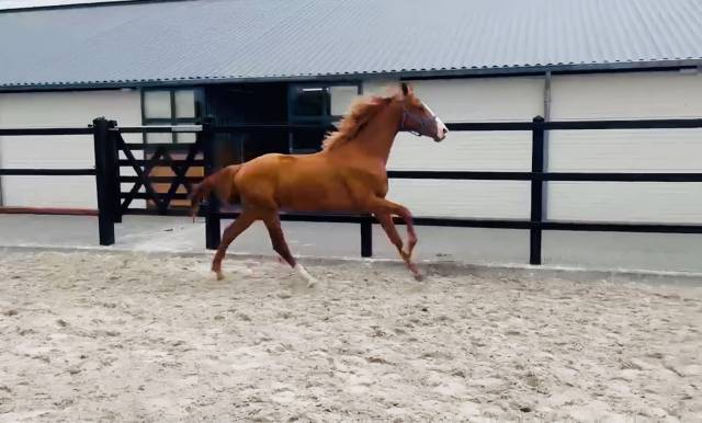 ARES U2 VS | KWPN | &Eacute;TALON ENTIER | DRESSAGE & OBSTACLE