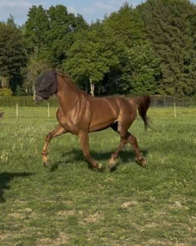 Jument SBS de 7 ans 