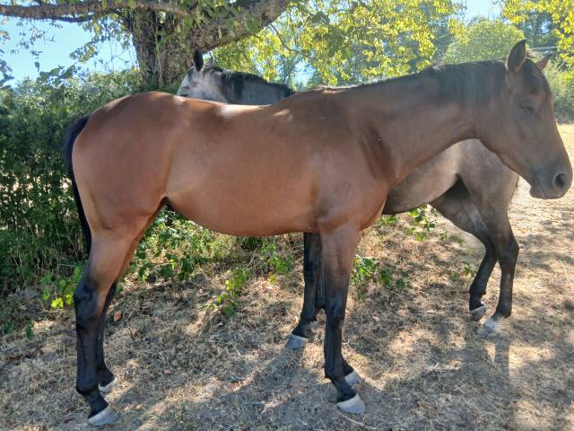Vends 2 juments PS d&eacute;bourr&eacute;es, 3ans 1m64