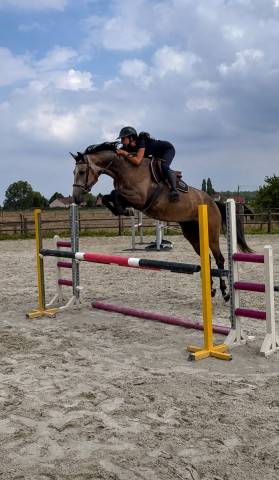 Jument de 4 ans origines Querly Elvis x Zirocco blue