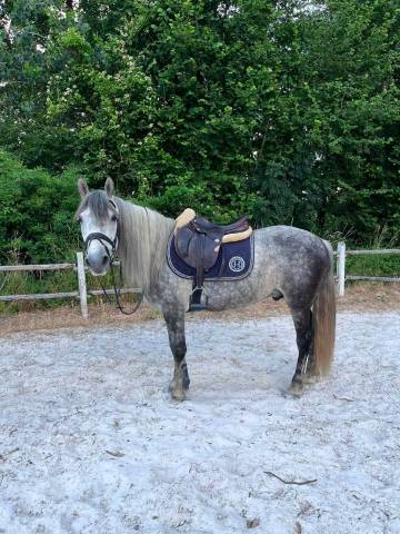 Poney de loisir