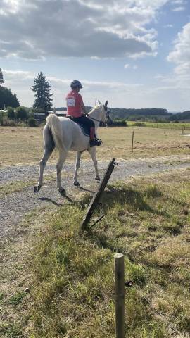 Superbe hongre PSA &agrave; vendre