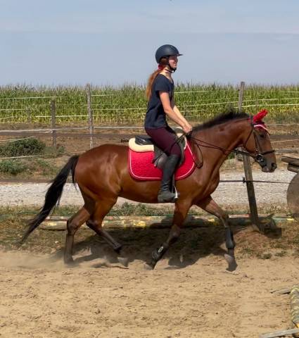 Poney D super chic potentiel cso