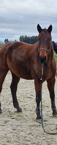 Cheval retrait&eacute; &agrave; donner pour compagnie