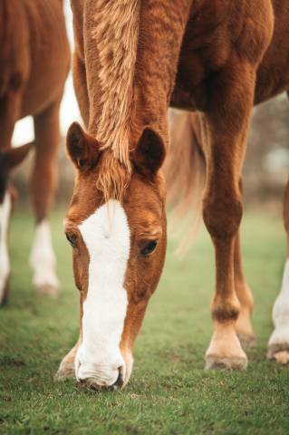 Confiage cheval sauv&eacute; 
