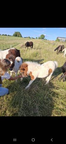 Poulains Shetland &agrave; r&eacute;server 