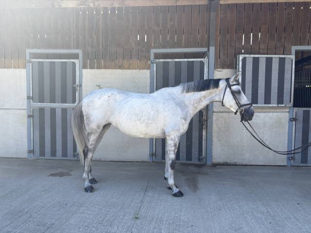 Jument de 10 ans Darco X Quick Star