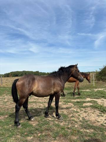 Poney New Forest de 2 ans