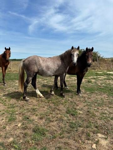 Poney New Forest de Croisement de 2 ans