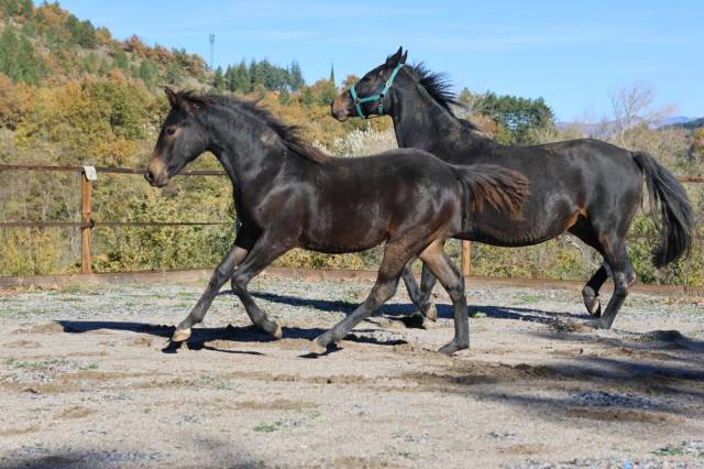 Jument - Selle Fran&ccedil;ais - 18 mois - Dressage - France