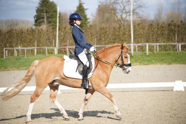 Hongre Autre Race de Poney A vendre 2018 Alezan
