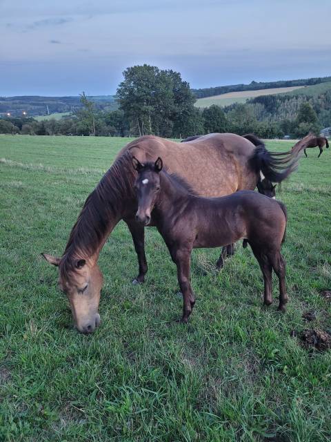 A vendre poulain QUARTER HORSE