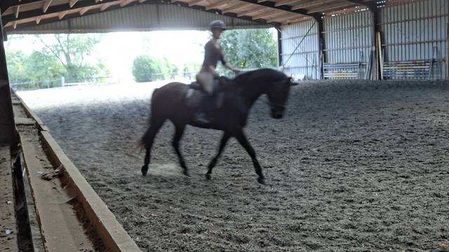 Hongre noir old / dressage de 8ans/ bon papier 5500&euro;