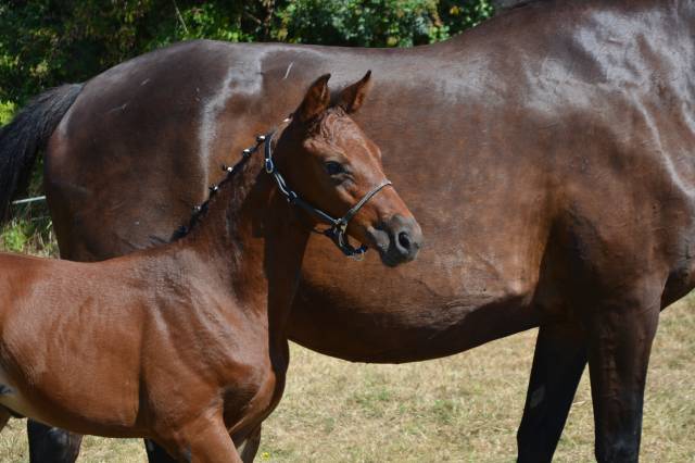 EXCLUSIVIT&Eacute; Pouliche d'Exception par GALAX DU ROUET