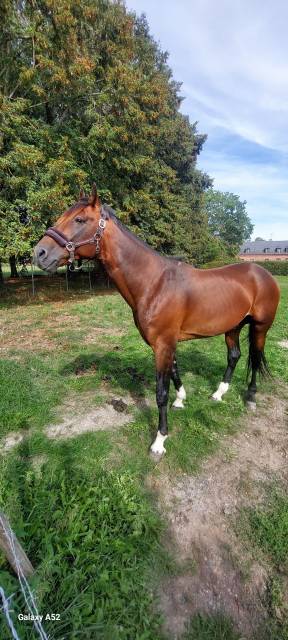 Cheval de loisir 10 ans