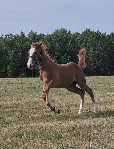 Candy de nantuel x tangelina de kreisker foal femelle