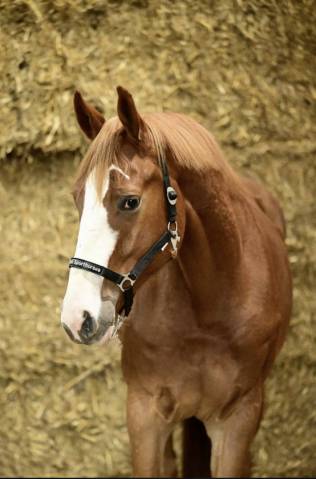 Top cheval d&rsquo;amateur 