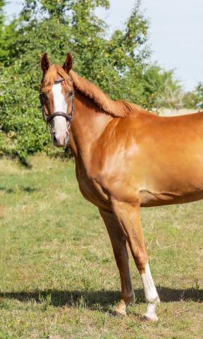 Top cheval d&rsquo;amateur 