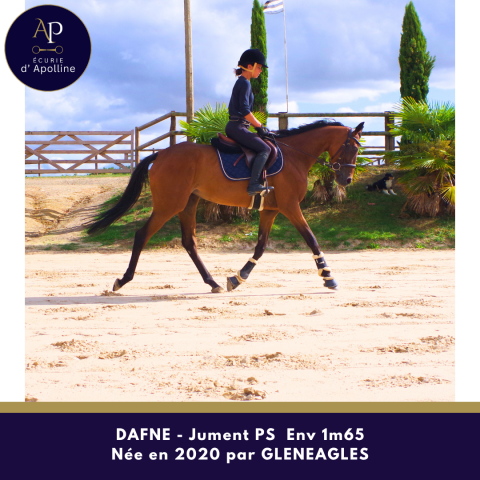Chc jument de 6 ans env 1m65