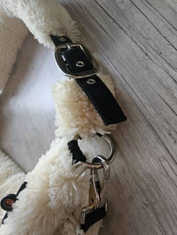 Licol Kentucky mouton