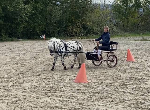 Shetland appaloosa 