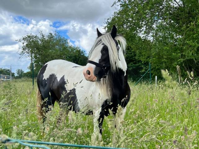 Jument irish cob pie noir et blanc 