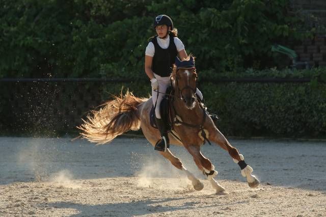 Hongre Poney de Selle Anglais A vendre 2017 Rouan