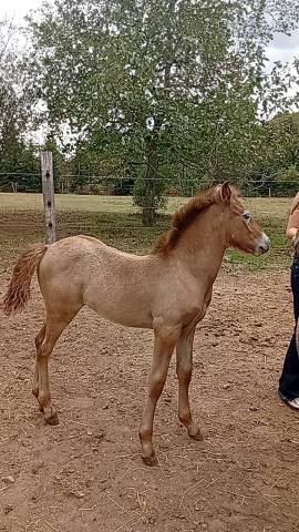 Camargue PP
