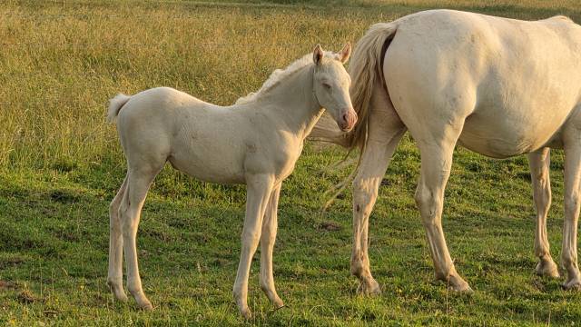 Pouliche cremello 