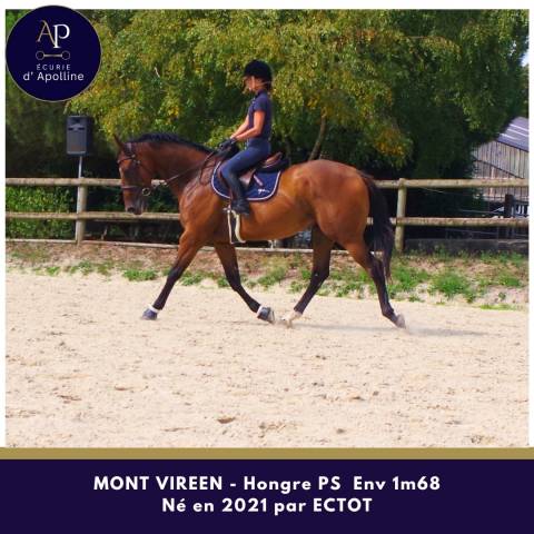 Hongre 5 ans env 1m68 top mental